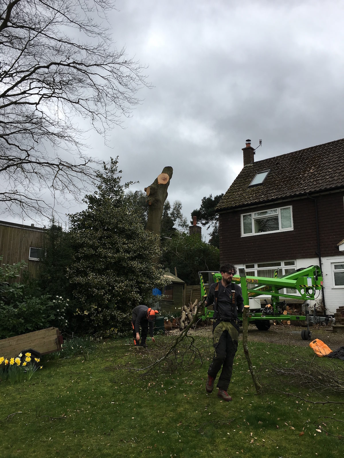 Beech Tree Cut
