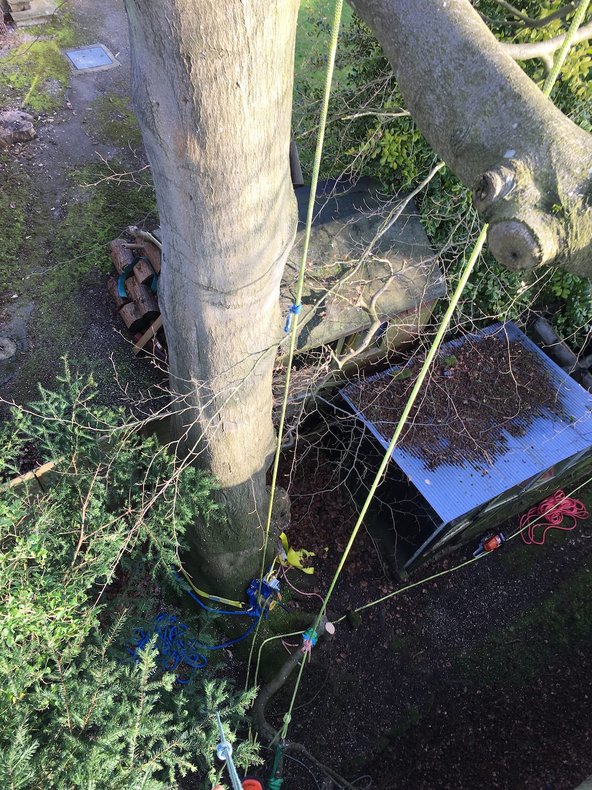 Beech Tree Surgeon